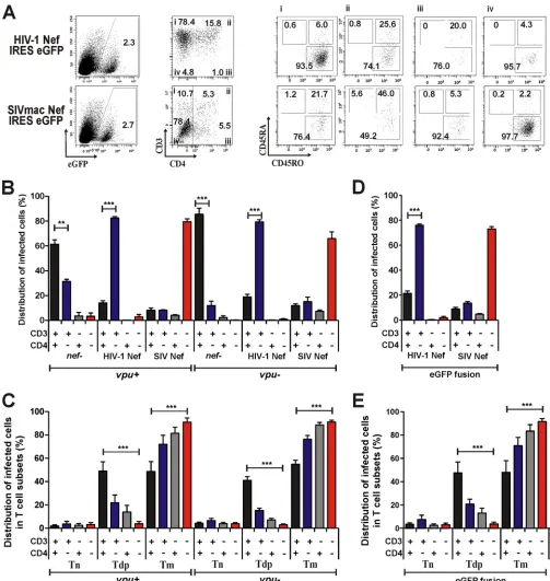 FIG 6 Nef modulates both TCR-CD3 and CD4 in a T cell subset-speciﬁc manner. (A) PBMCs were infected with X4 HIV-1 IRES-eGFP constructsSIVmac239 Nef protein via an IRES element