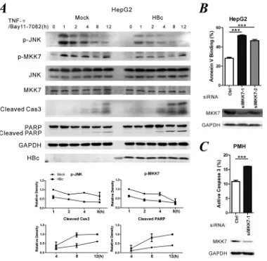 FIG 4 Blocking MKK7 phosphorylation sensitizes hepatocytes to TNF-siRNA was the control