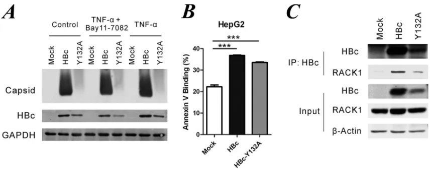 FIG 6 Capsid particle formation is not obligatory for the proapoptotic activity of HBc