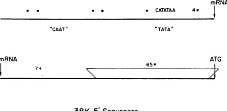 FIG. 3.the38K. Intertypic homology at the 5' c The top line represents 135 nucleoti RNA