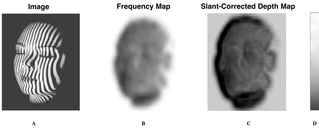 Figure 12. Natural image of a face illuminated by a contouring graticule. Coding as in Figure 7