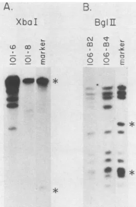 TABLE 3.transformed, Cloning efficiency in soft agar of uninfected, wt5- dllOl-transformed, and inlO6-transformed CREFcells grown at various temperatures