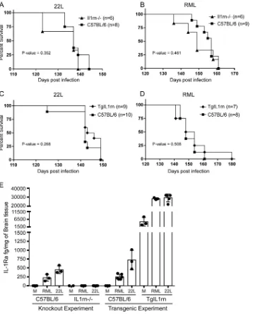 FIG 4 Challenge of IL-1Ra-deﬁcient and IL-1Ra-overexpressing mice with two different strains of scrapie
