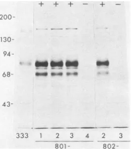 Figure 6binantSacI-BglII shows immunoprecipitations with AraTr recom- viruses that contained insertions of the HSV-2 3.1-kb DNA fragment (0.608 to 0.630 map units) or the