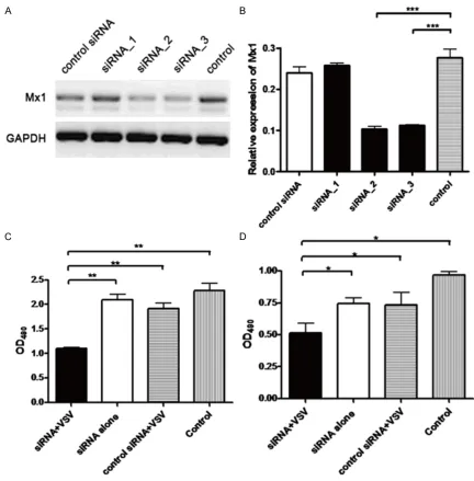 Figure 2. Down-regulation of Mx1 expression increased the oncolytic sensitivity of the tumor cells