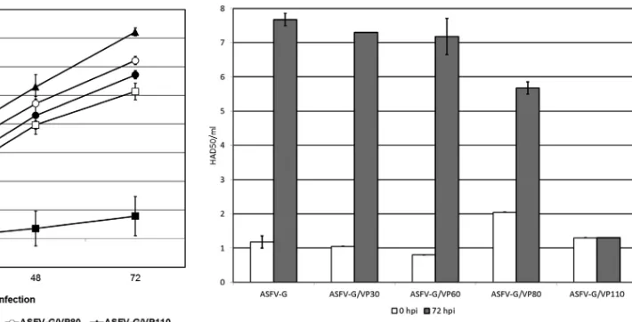 FIG 1 In vitroVP30, ASFV-G/VP60, ASFV-G/VP80, and ASFV-G/VP110 in Vero cell cul-tures