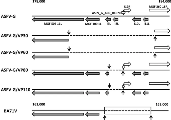 FIG 3 Schematic representation of the right variable region of the Vero-adapted ASFV-G