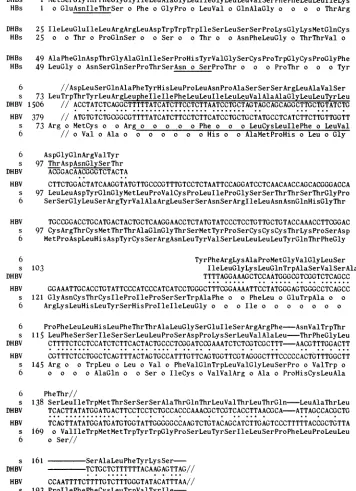 FIG.10.andcal Amino acid and nucleotide sequence comparison of the highly conserved sequence located in DHBV between nucleotide 1300 1400