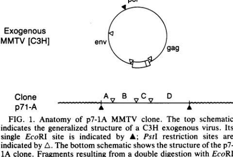 FIG.1.indicatesindicatedandandsingleFragmentslight1A Anatomy of p7-lA MMTV clone. The top schematic the generalized structure of a C3H exogenous virus