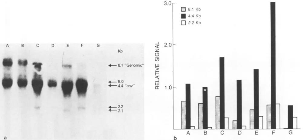FIG. 4.glandinducedcpm(142F);lactatingvariousRNA Hybridization of an env (MMTV) probe to RNAs from lactating mammary glands and C3H/Sm mammary tumors