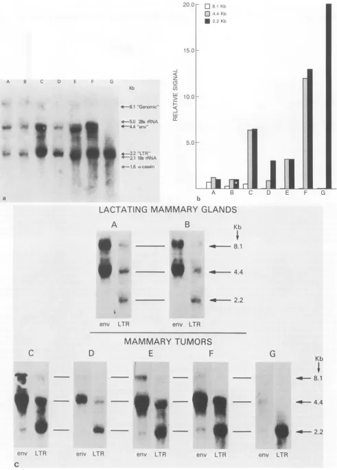 FIG.5.autoradiographthesetranscripthybridizationsame Hybridization of the LTR (MMTV) probe to RNAs from lactating mammary glands and C3H/Sm mammary tumors