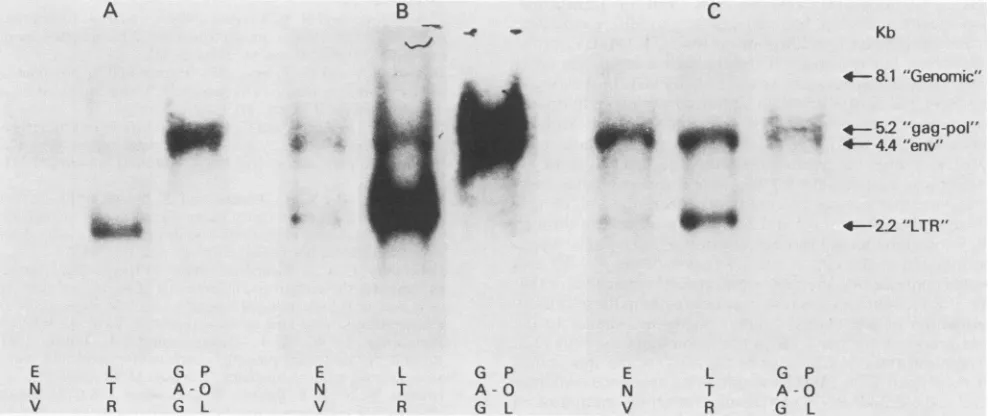 FIG. 6.polderbeforeelectrophoresedspontaneous Sequential hybridization of different MMTVspecific sequences to RNAs from C3H/Sm mammary tumors