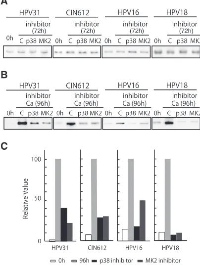 FIG 4 HSP27 phosphorylation is induced by p-MK2 upon differentiation.Cell lysates of HPV-16, HPV-18, HPV-31, and CIN 612 cells were induced todifferentiate in high-calcium medium, and levels of p-HSP27 as well as totalHSP-27 were examined by Western blotti