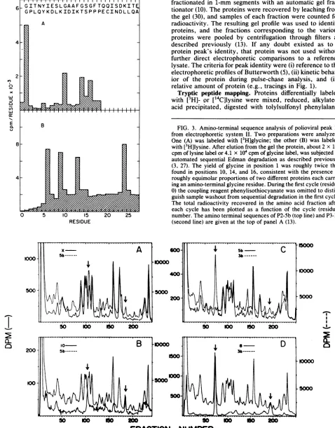 FIG.3.fromOne Amino-terminal sequence analysis of polioviral peak 10 electrophoretic system II
