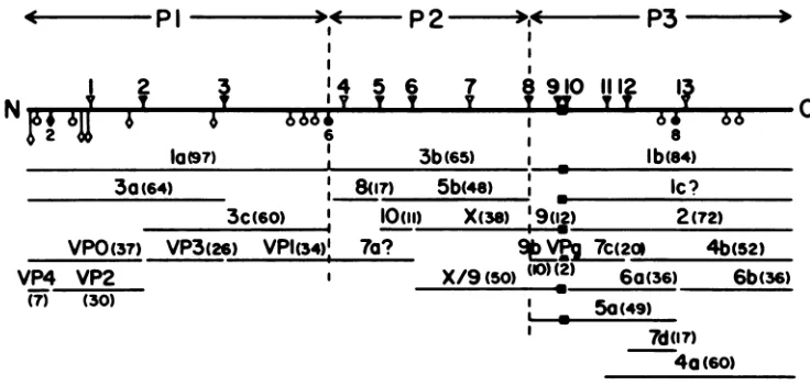 FIG. 7.Theuncleavedtraceconveniencesiteslc are Processing map of the polioviral polyprotein