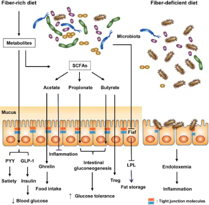 Fig. 1. Regulation of host metabolism and immunity by gut microbiota. Under a fiber-rich diet, gut microbiota metabolize undigested dietary fiber into SCFAs (acetate, propionate, and butyrate), affecting host metabolism and immunity