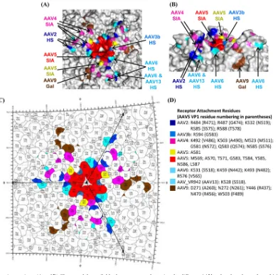 FIG 8 AAV-receptor interactions. (A and B) Closeup of the available glycan receptor footprints for different AAVs colored on the surface of AAV5 capsid