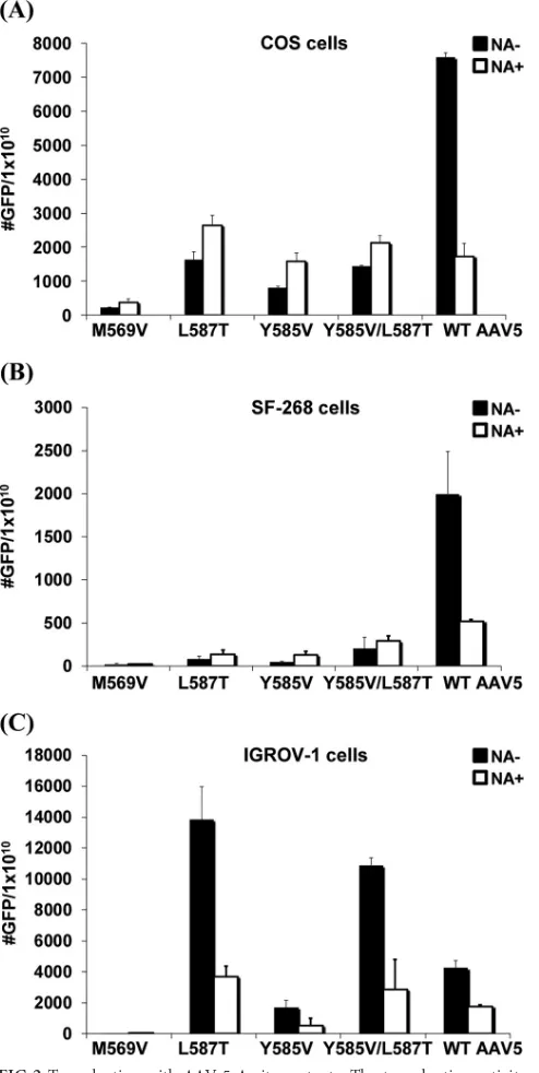 FIG 2 Transduction with AAV-5 A-site mutants. The transduction activityand the effect of neuraminidase were compared for mutation in the A site usingCOS (A), SF-268 (B), and IGROV-1 (C) cells