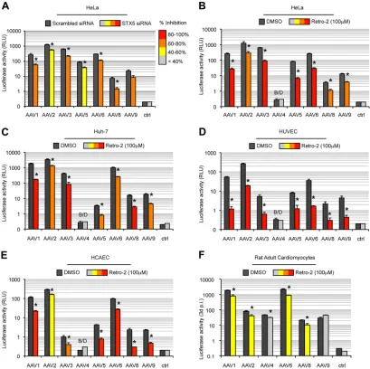 FIG 9 STX5-dependent transport is conserved among AAV serotypes and cell types. (A) Transduction of HeLa cells by different AAV serotypes containing aluciferase expression cassette, performed 48 h after STX5 siRNA transfection