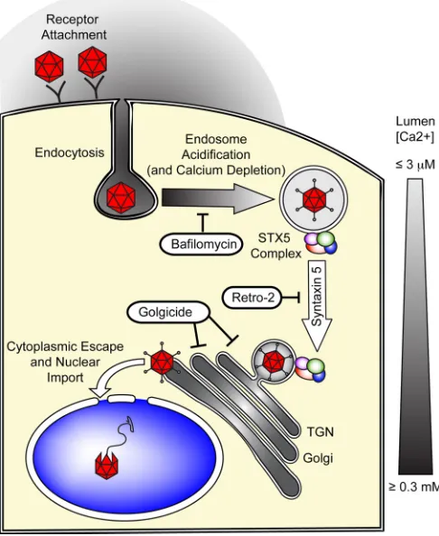 FIG 10 Hypothetical model of syntaxin 5-dependent transport of AAV to theTGN/Golgi apparatus