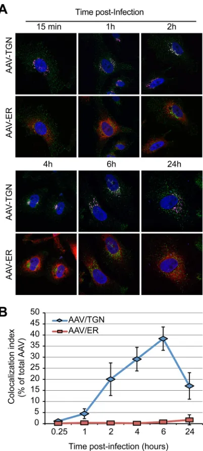 FIG 2 Lack of evidence for AAV ER transport. (A) HeLa cells transfected withthe ER marker plasmid pER-dTmT (red) were infected with AAV2-Luc at anMOI of 10,000 and ﬁxed at various times postinfection