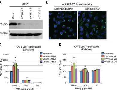 FIG 3 AAV transduction is independent of retromer function. (A) Validation of siRNA-mediated knockdown of Vps35 by immunoblotting