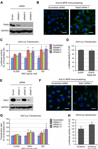 FIG 4 AAV transduction is independent of late endosome function. (A) Validation of Rab9 knockdown by multiple siRNAs