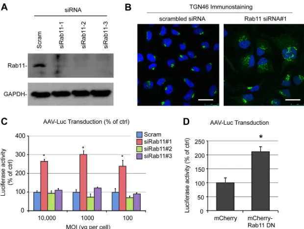 FIG 5 AAV transduction is independent of recycling endosomes. (A) Validation of siRNA-mediated knockdown of Rab11 by multiple siRNAs (siRab11-1 tosiRab11-3)