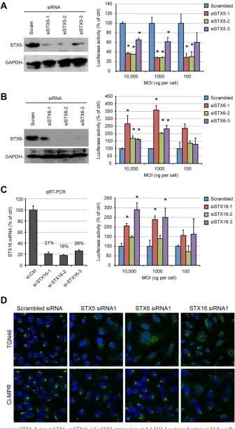 FIG 6 AAV transduction requires STX5, but not STX6 or STX16. (A) STX5 expression and AAV2-Luc transduction in HeLa cells treated with STX5 siRNAs(siSTX5-1 to siSTX5-3)