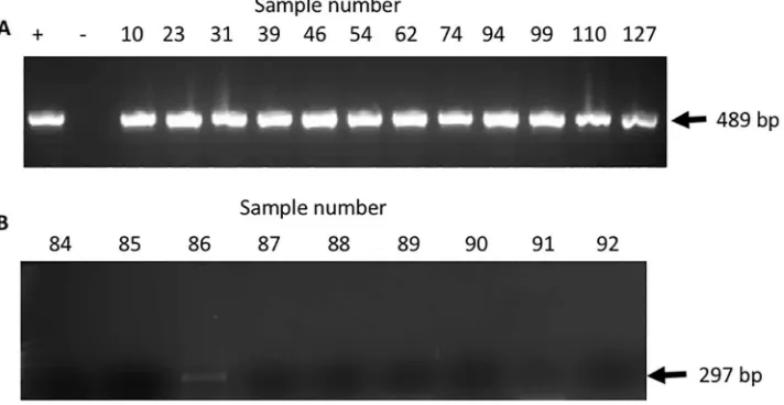 Fig 2. Specificity and detection limits of the P. auratus PCR assay. (A) Using P. auratus DNA as atemplate yields a single amplicon of 297 bp