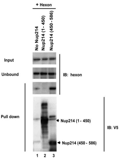 FIG 7 Direct binding of hexon to the Nup214(450–586) fragment. Solublerecombinant N-terminal fragments of Nup214 containing His tags were ex-pressed and puriﬁed and coupled to nickel beads