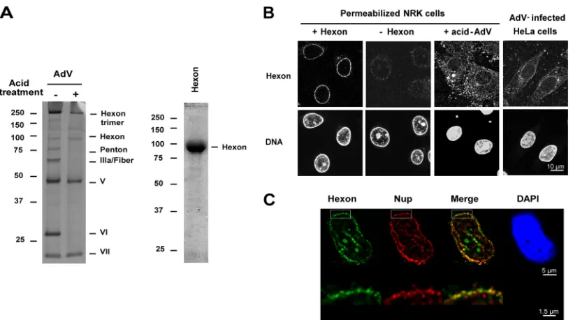 FIG 1 Binding of acid-treated AdV and puriﬁed hexon at the NE. (A) Intact AdV or low-pH-treated and puriﬁed AdV (1.5 �g) was analyzed by SDS-PAGE andsilver staining (left)