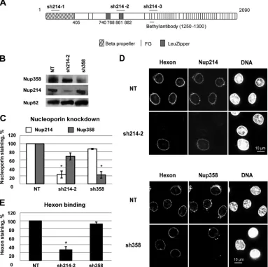 FIG 2 Loss of hexon binding at the NE in Nup214-depleted HeLa cells. (A) Schematic representation of targeting sites of shRNA directed against Nup214 (short
