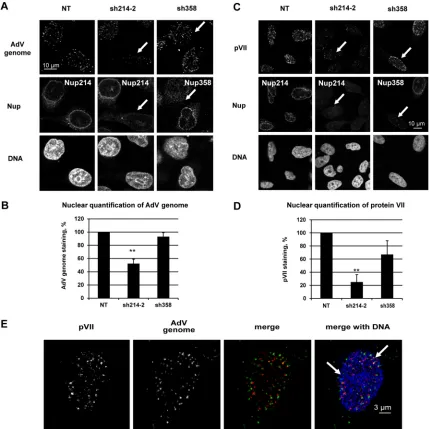 FIG 3 Reduction of viral DNA import in Nup214-depleted HeLa cells. HeLa cells were transfected with shRNA expression plasmids against Nup214 (sh214-2)or against Nup358 (sh358) or were not transfected (NT)