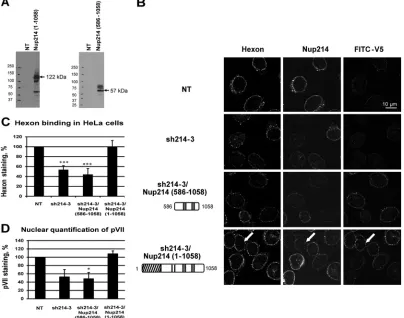 FIG 4 Reconstitution of hexon binding by expression of the N-terminal domain of Nup214
