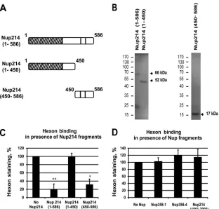 FIG 5 Competition of hexon binding at the NE. Permeabilized HeLa cells (A, B, C, and D) or NRK cells (E) were incubated with puriﬁed hexon in transport