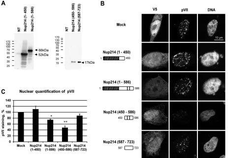 FIG 6 Reduction of nuclear localization of protein VII in HeLa cells overexpressing soluble Nup214 proteins