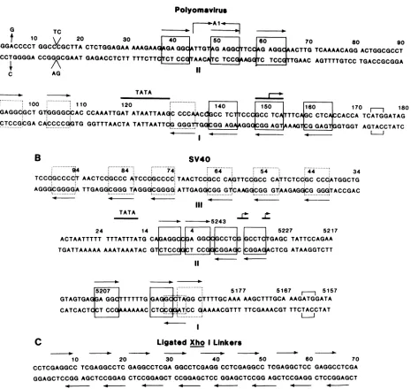 FIG. 13.Soedanucleotidefigureterminiseveralnucleotidestranslationweakantigen-bindingdepictbecause(-CCTCGAGG-)partially Nucleotide sequence of DNA substrates to which polyomavirus and SV40 large T antigen bind with specificity