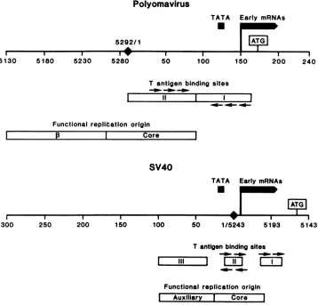 FIG.1.forandleftbindingmRNAslarge-T-antigen-bindingtheareforcore,sequence Polyomavirus and SV40 large-T-antigen-binding sites relative to other control sequences