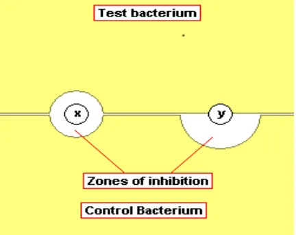 Figure 2: Agar well diffusion method 