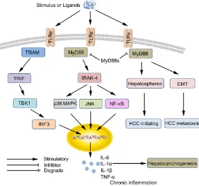 Figure 1. Role of Toll-like receptors (TLRs) signaling in hepatocarcinogenesis. TLR signaling can be divided into two distinct signaling pathways, the MyD88-dependent and TRIF-dependent pathway