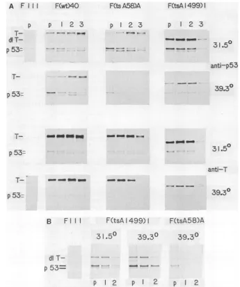 FIG.1.atall24panels),tatesbylabeledmMsulfate 39.30C h but (A) Stability of p53. Cells described in Table 1 were labeled in quadruplicate with [35S]methionine for 50 min at 31.50C or for 20 min and either extracted at once (lane p) or chased in media contai