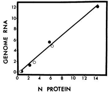 FIG. 2.0.995densitometry.genome-lengthamountswereusingproteininreaction.N protein the Correlation of genome-length RNA synthesis and N expression