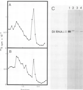 FIG.6.orsidsproductsmixturesinThe CsCI virion-derived Equilibrium density gradient centrifugation of RNA and protein products made in the presence of N mRNA alone