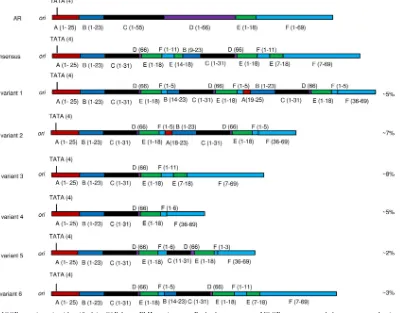 FIG 1 JC virus NCCR quasispecies identiﬁed in CSF from PML patient 10. Both the consensus NCCR sequence and the sequence of minor variants areschematically shown and compared to the archetype (AR) sequence