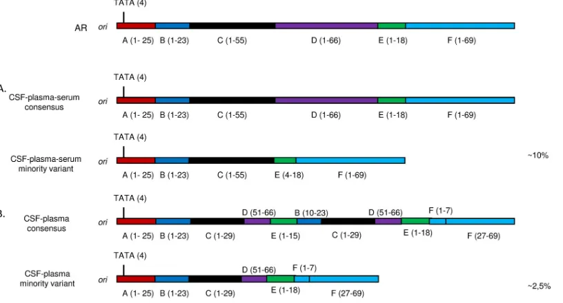FIG 2 Comparison of JC virus NCCR organization in CSF and plasma of two PML patients. (A) For patient 2, the consensus NCCR sequence resembled thearchetype (AR) sequence, while the minority viral variant shared by CSF and plasma/serum harbored a deletion o