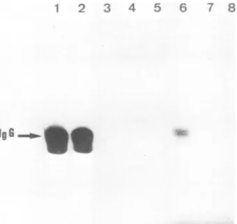 TABLE 3. Tumorigenicity of infected CEF or NR cells on CAM of embryonated duck eggs"