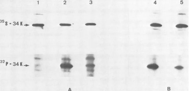 TABLE 5. Relative amounts of acid-stable phosphoamino acids in infected CEF maintained in vitro and in tumor explants"