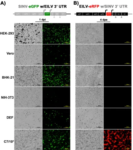 FIG 9 Infection of vertebrate and mosquito cell lines with SINV-eGFP with EILV 3at an MOI of 10 with SINV-eGFP with EILV 3= UTR (A) and EILV-eRFP with SINV 3= UTR (B)