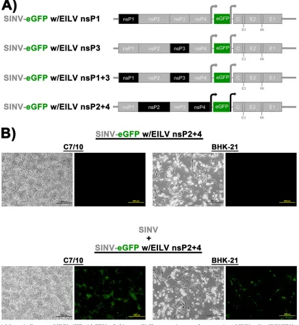 FIG 10 (A) Schematic diagrams of SINV-eGFP with EILV nsP chimeras. (B) Electroporation or coelectroporation of SINV and/or SINV/EILV nsP chimeragenomic RNAs